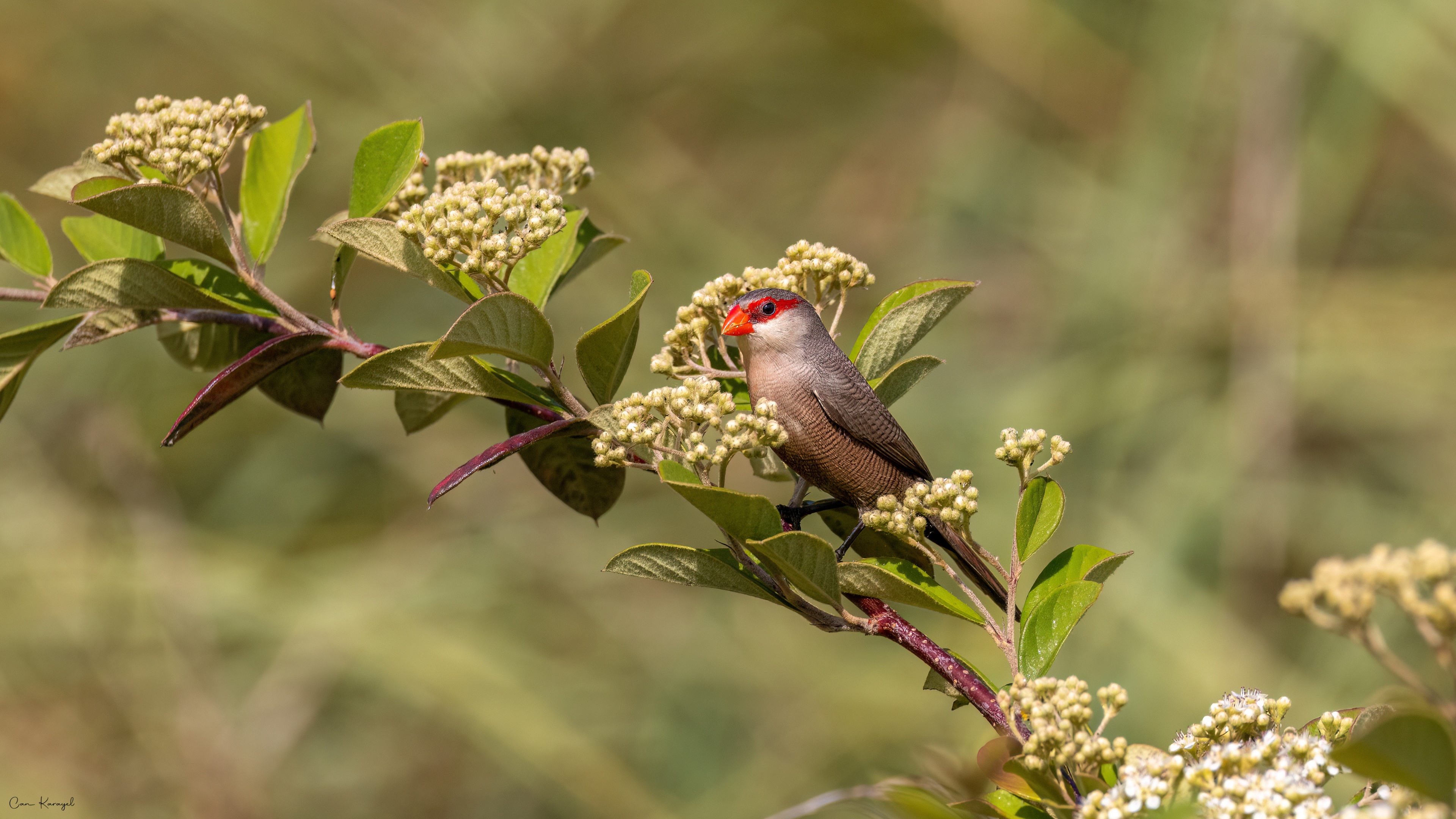 Common Waxbill